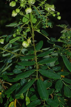 Image of Gaudichaud's senna