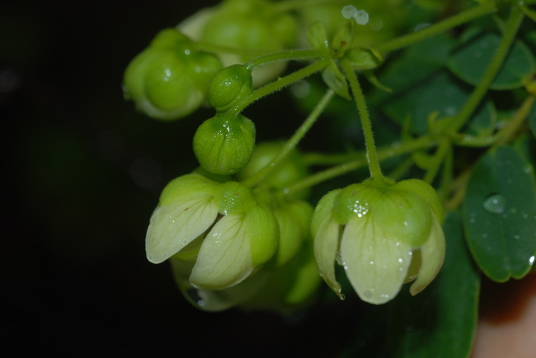 Senna gaudichaudii (Hook. & Arn.) H. S. Irwin & Barneby resmi