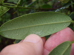 Senna gaudichaudii (Hook. & Arn.) H. S. Irwin & Barneby resmi