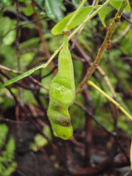 Image of Gaudichaud's senna