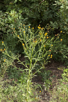 Image of slimleaf sneezeweed