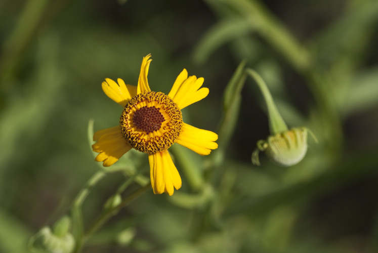 Image of slimleaf sneezeweed