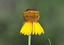 Image of slimleaf sneezeweed