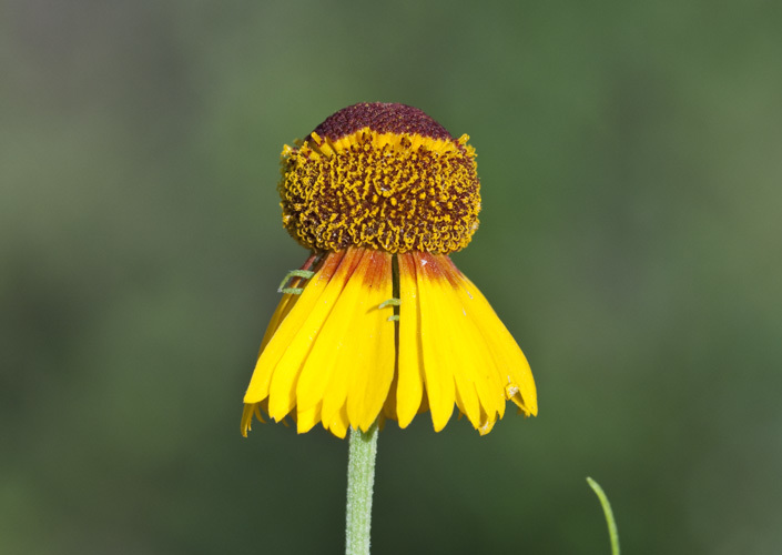 Image of slimleaf sneezeweed