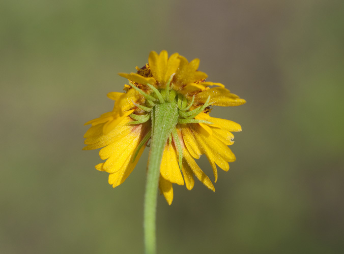 Image of slimleaf sneezeweed