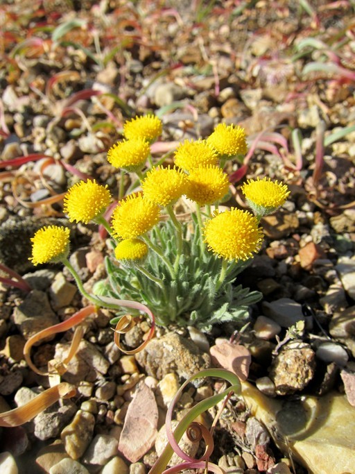 Image of rayless shaggy fleabane