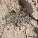 Image of Carrizo Mountain sandmat