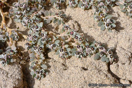 Euphorbia pediculifera Engelm.的圖片