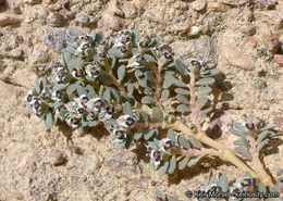 Euphorbia pediculifera Engelm.的圖片