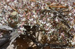 Euphorbia pediculifera Engelm.的圖片