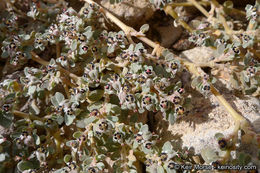 Euphorbia pediculifera Engelm.的圖片