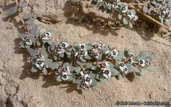 Euphorbia pediculifera Engelm.的圖片