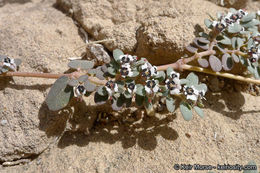 Euphorbia pediculifera Engelm.的圖片