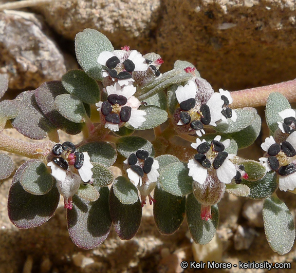 Euphorbia pediculifera Engelm.的圖片