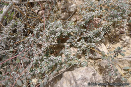 Euphorbia pediculifera Engelm.的圖片