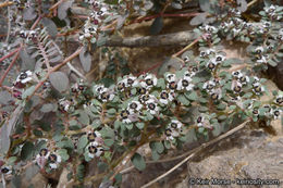 Euphorbia pediculifera Engelm.的圖片