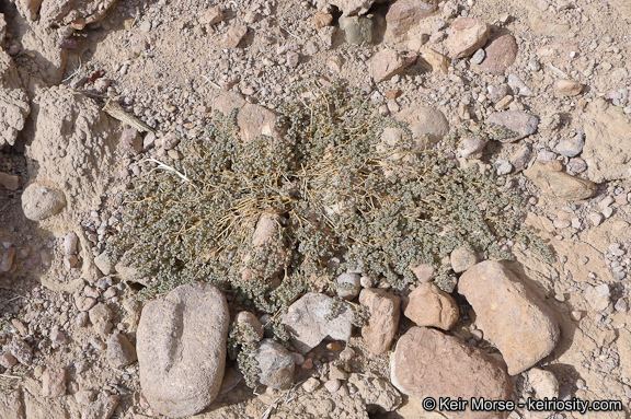 Euphorbia pediculifera Engelm.的圖片