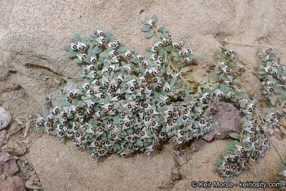 Euphorbia pediculifera Engelm.的圖片