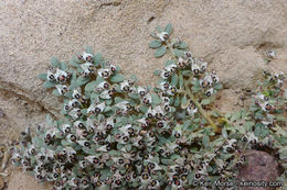 Euphorbia pediculifera Engelm.的圖片