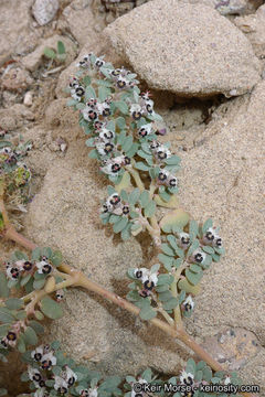 Euphorbia pediculifera Engelm.的圖片