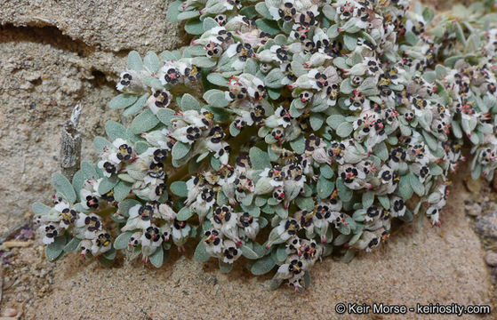 Euphorbia pediculifera Engelm.的圖片