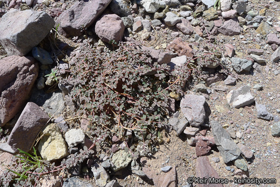 Euphorbia pediculifera Engelm.的圖片