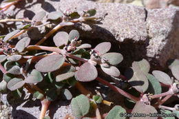 Euphorbia pediculifera Engelm.的圖片