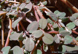 Euphorbia pediculifera Engelm.的圖片