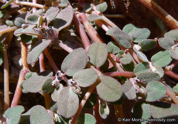 Euphorbia pediculifera Engelm.的圖片