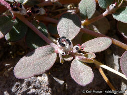 Euphorbia pediculifera Engelm.的圖片