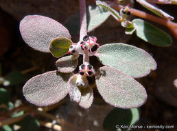 Euphorbia pediculifera Engelm.的圖片