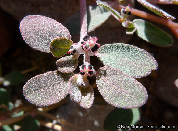 Euphorbia pediculifera Engelm.的圖片