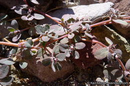 Euphorbia pediculifera Engelm.的圖片