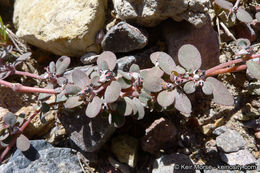 Euphorbia pediculifera Engelm.的圖片