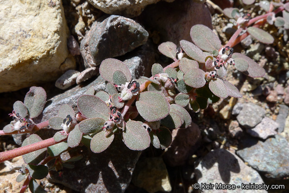 Euphorbia pediculifera Engelm.的圖片