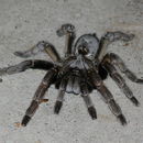 Image of Cranial Horned Baboon Spider