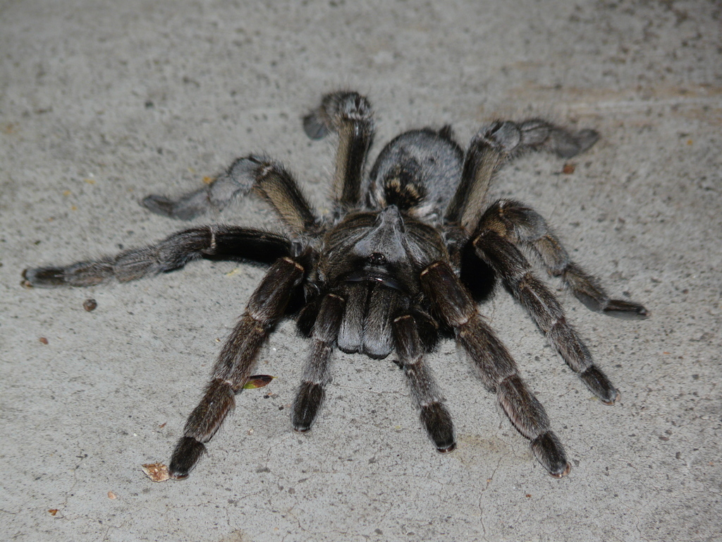 Image of Cranial Horned Baboon Spider