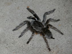 Image of Cranial Horned Baboon Spider