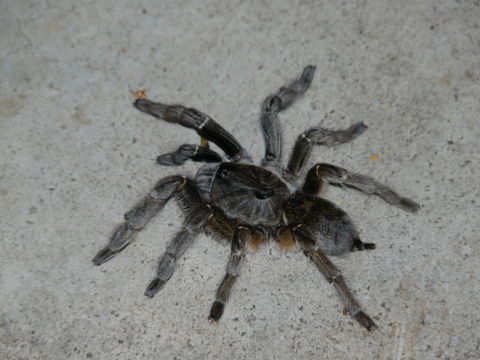 Sivun Ceratogyrus dolichocephalus Hewitt 1919 kuva