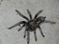 Image of Cranial Horned Baboon Spider