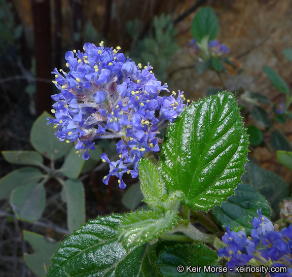 Plancia ëd Ceanothus oliganthus Nutt.