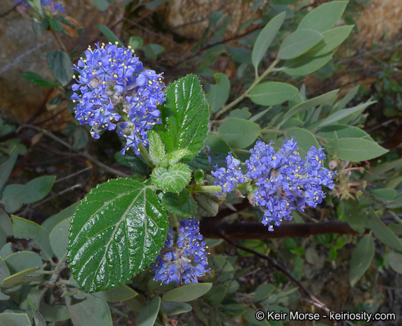 Plancia ëd Ceanothus oliganthus Nutt.