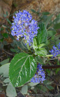 Plancia ëd Ceanothus oliganthus Nutt.