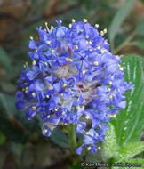 Plancia ëd Ceanothus oliganthus Nutt.