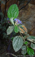 Plancia ëd Ceanothus oliganthus Nutt.