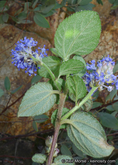 Plancia ëd Ceanothus oliganthus Nutt.