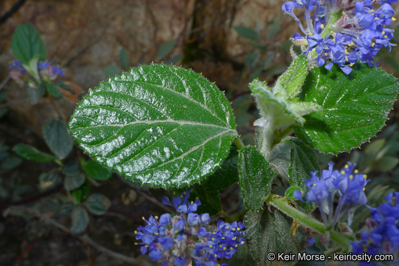 Plancia ëd Ceanothus oliganthus Nutt.