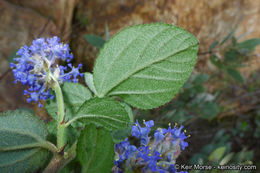 Plancia ëd Ceanothus oliganthus Nutt.