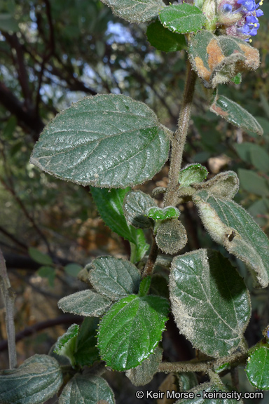 Plancia ëd Ceanothus oliganthus Nutt.