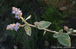 Plancia ëd Ceanothus oliganthus Nutt.